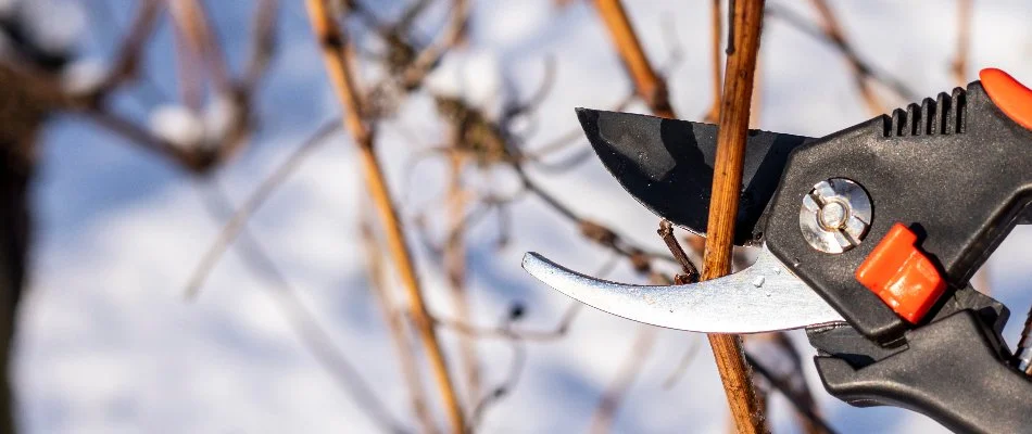 Pruning a plant in Macungie, PA, in late winter.