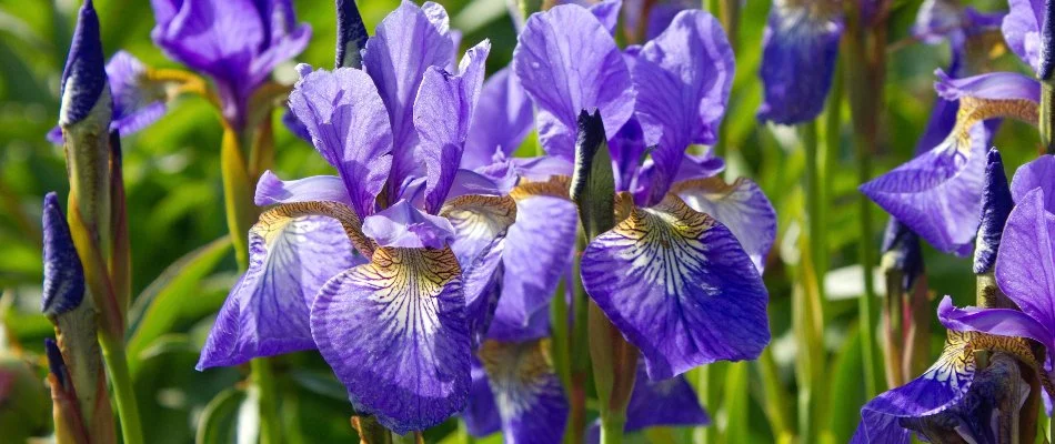 Iris flowers in a landscape in Macungie, PA.