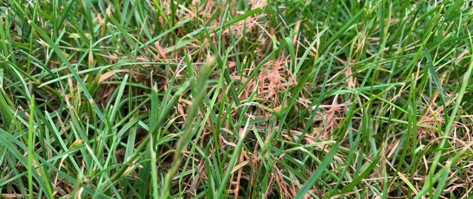 Red thread lawn disease found in client's lawn in Coopersburg, PA.