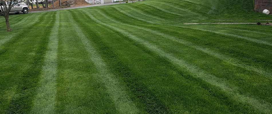Rolling lawn with mowing lines in Emmaus, PA.