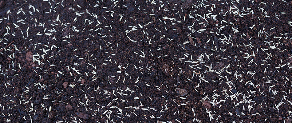 Seeds spread upon the soil in the backyard of a home in Allentown, PA.