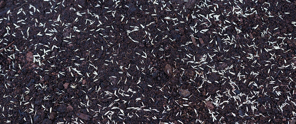 Seeds spread upon the soil in the backyard of a home in Allentown, PA.
