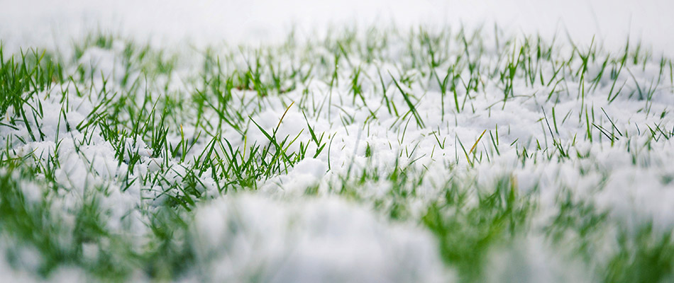 Snowy grass by a home in Breinigsville, PA.