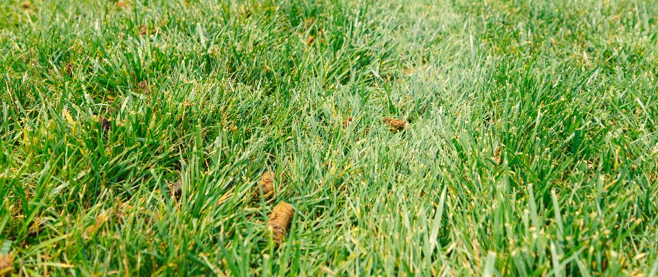 Soil cores spread upon a lawn after aeration in Allentown, PA.