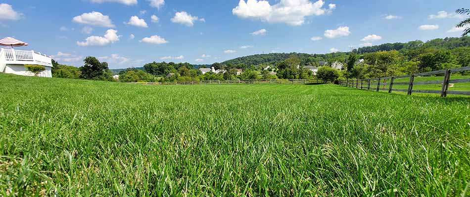 Thick, lush lawn with fertilization near East Greenville, PA.
