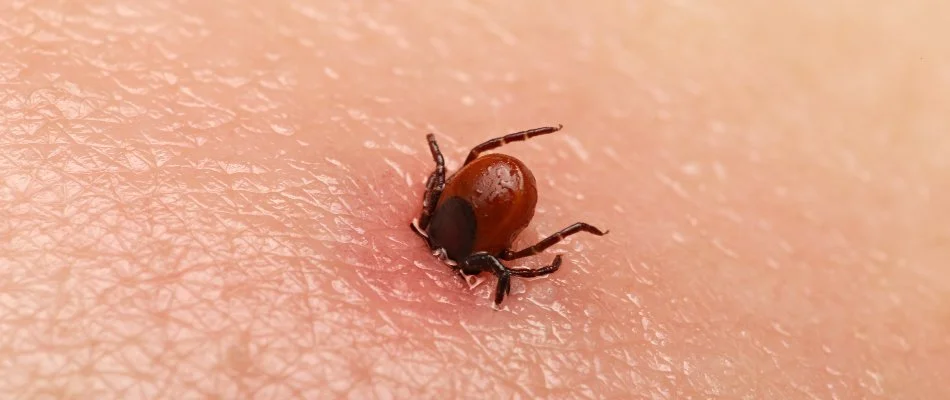 Tick in Macungie, PA, attached to skin.