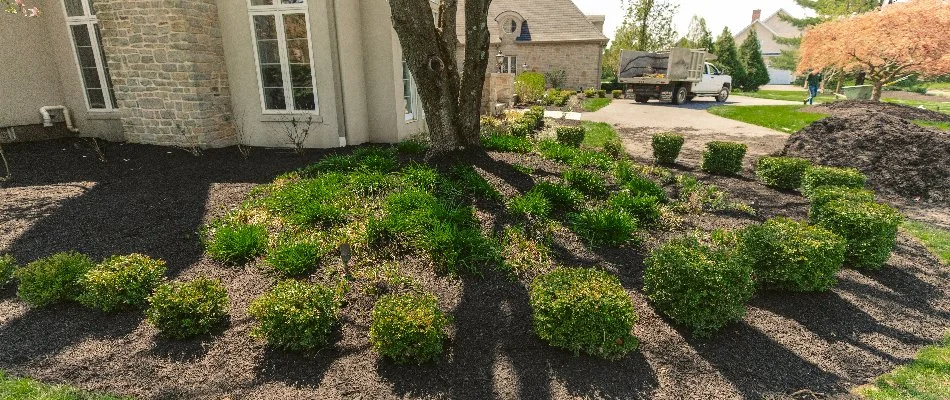 Tree on a mulched landscape bed with shrubs in Nazareth, PA.