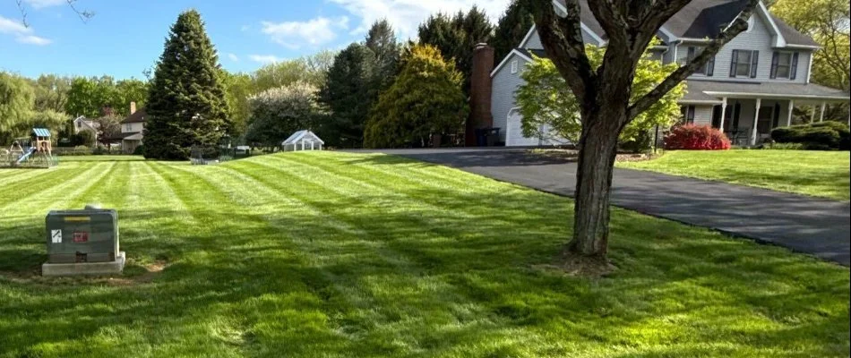 Trees on lush green grass in Allentown, PA.