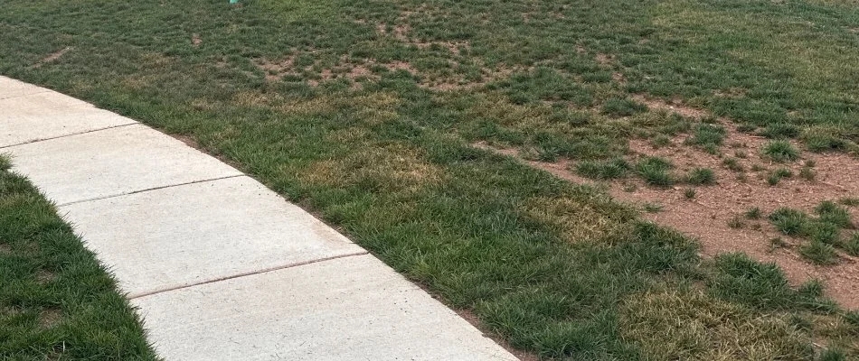Walkway and patchy lawn in Red Hill, PA.
