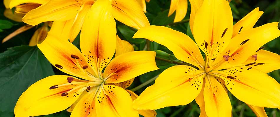 Yellow lily flowers installed at a home in Orefield, PA.